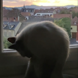 Julien profile