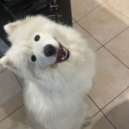 Sam profile