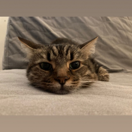 Maïlys profile