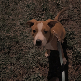 Vaiana profile