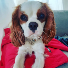 Paddy profile