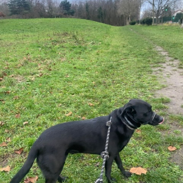 Pako profile
