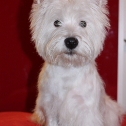 Filou profile