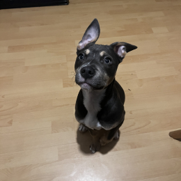 Tsuki profile