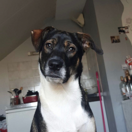 Rox profile