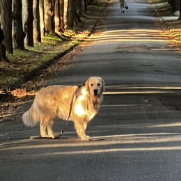 Doggo profile