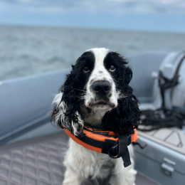 Stanley profile