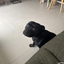Tengo profile