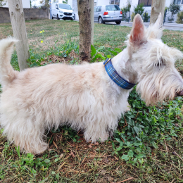 Ilur profile
