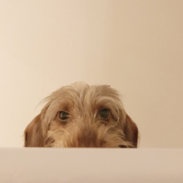 Abby profile