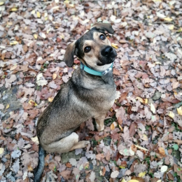 Giuseppe profile