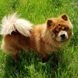 Chamalow profile
