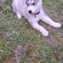 Thor profile