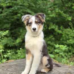 Bandit profile