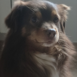 Oliver profile