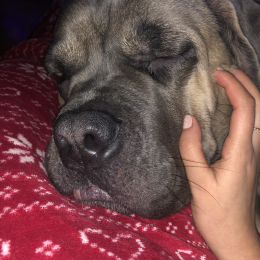 Reiley profile