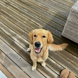Chance profile
