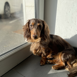 Ares profile