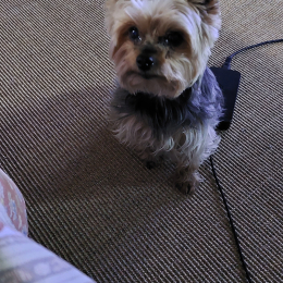 Lola profile