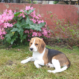 Patutiki profile
