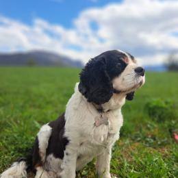 Bilou profile