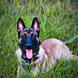 Kevib profile