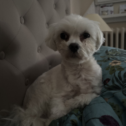 Holy et sisley profile