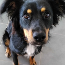 Milo profile