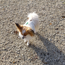 Upsie profile
