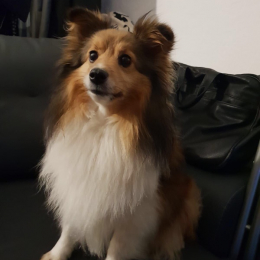 Beebelle  profile
