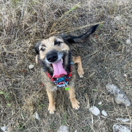 Pipper profile