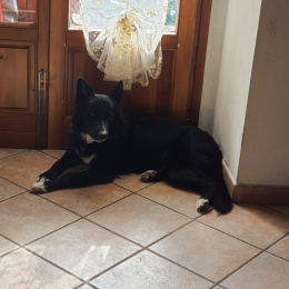 Ares profile