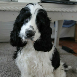 Review of Fabrice's profile