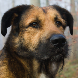 Nahiko profile
