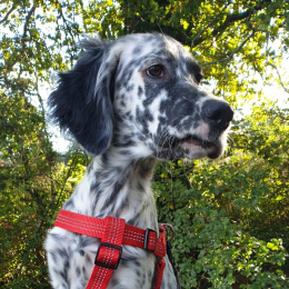 Speedy profile