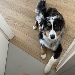 Scoot profile