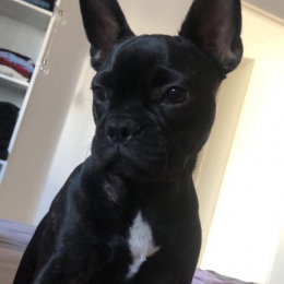 Poppy profile