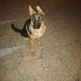 Doggo profile