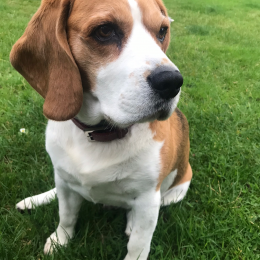 Gustave profile