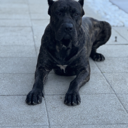 Kruger profile