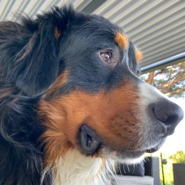 Raymond profile