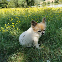 Néna profile