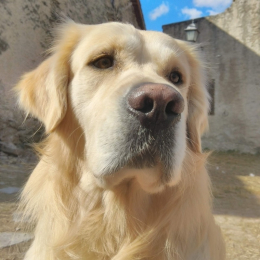 Pongo profile