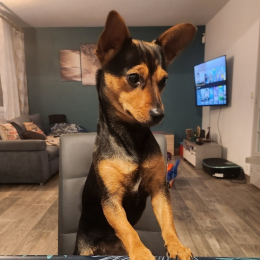 Poupée profile