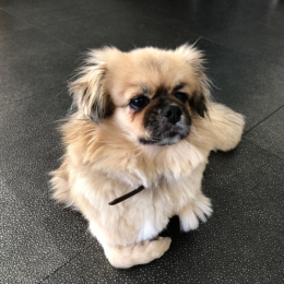Choupette profile