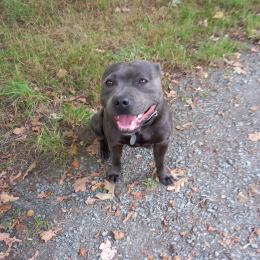 Pako profile