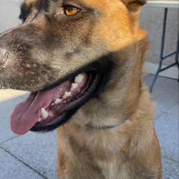 Roméo profile
