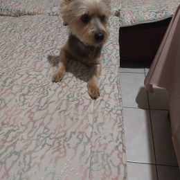 Pepitou profile