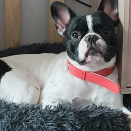 Paco profile