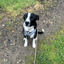 Dotti profile